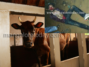 Cattle transport causes clashes, assaults - 3 arrested